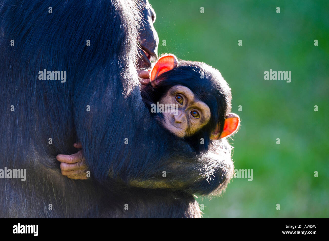 Una madre di uno scimpanzé cullano un neonato nelle sue braccia. Foto Stock