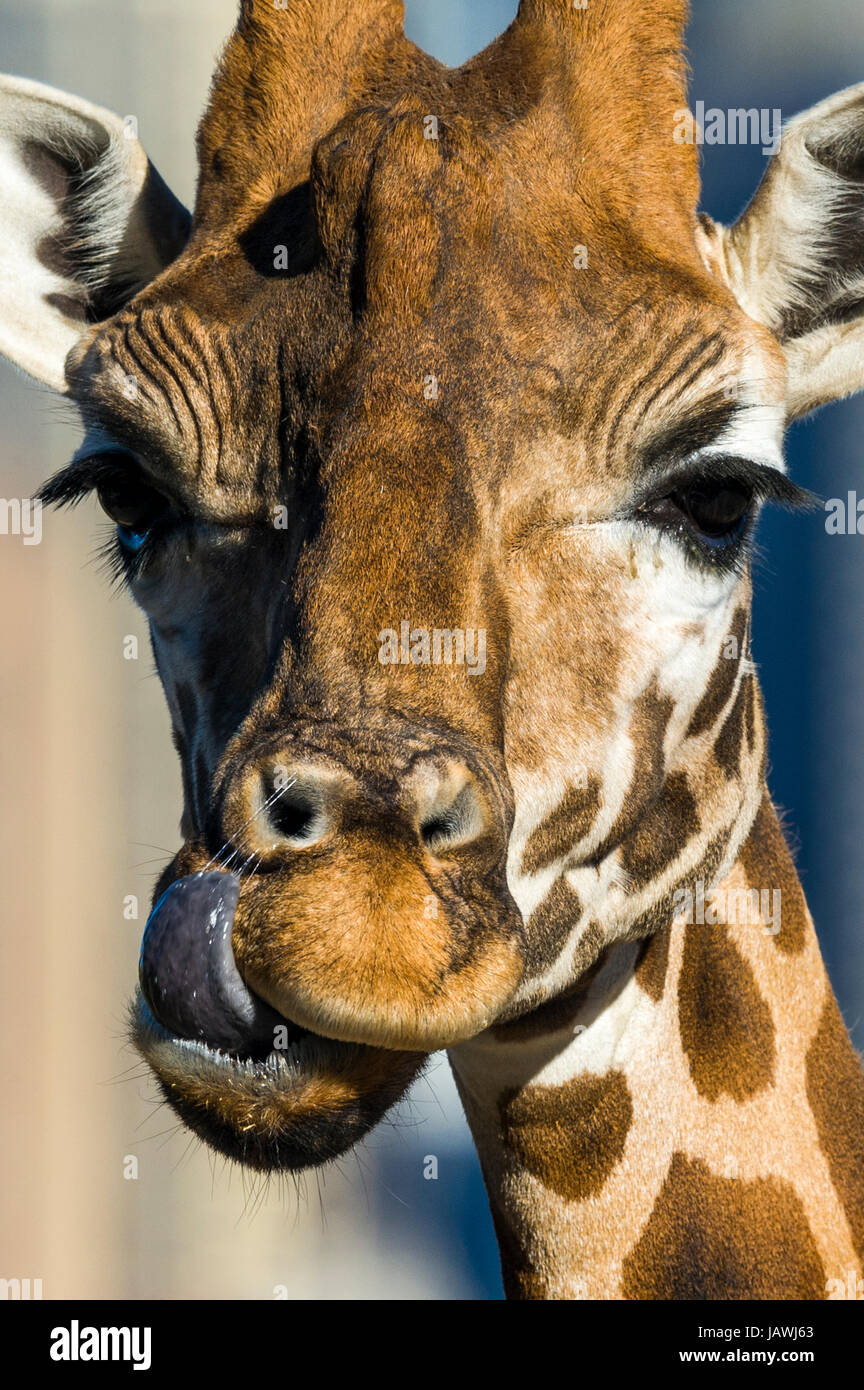 Una giraffa con la sua lunga lingua a leccare e pulire la sua narice. Foto Stock