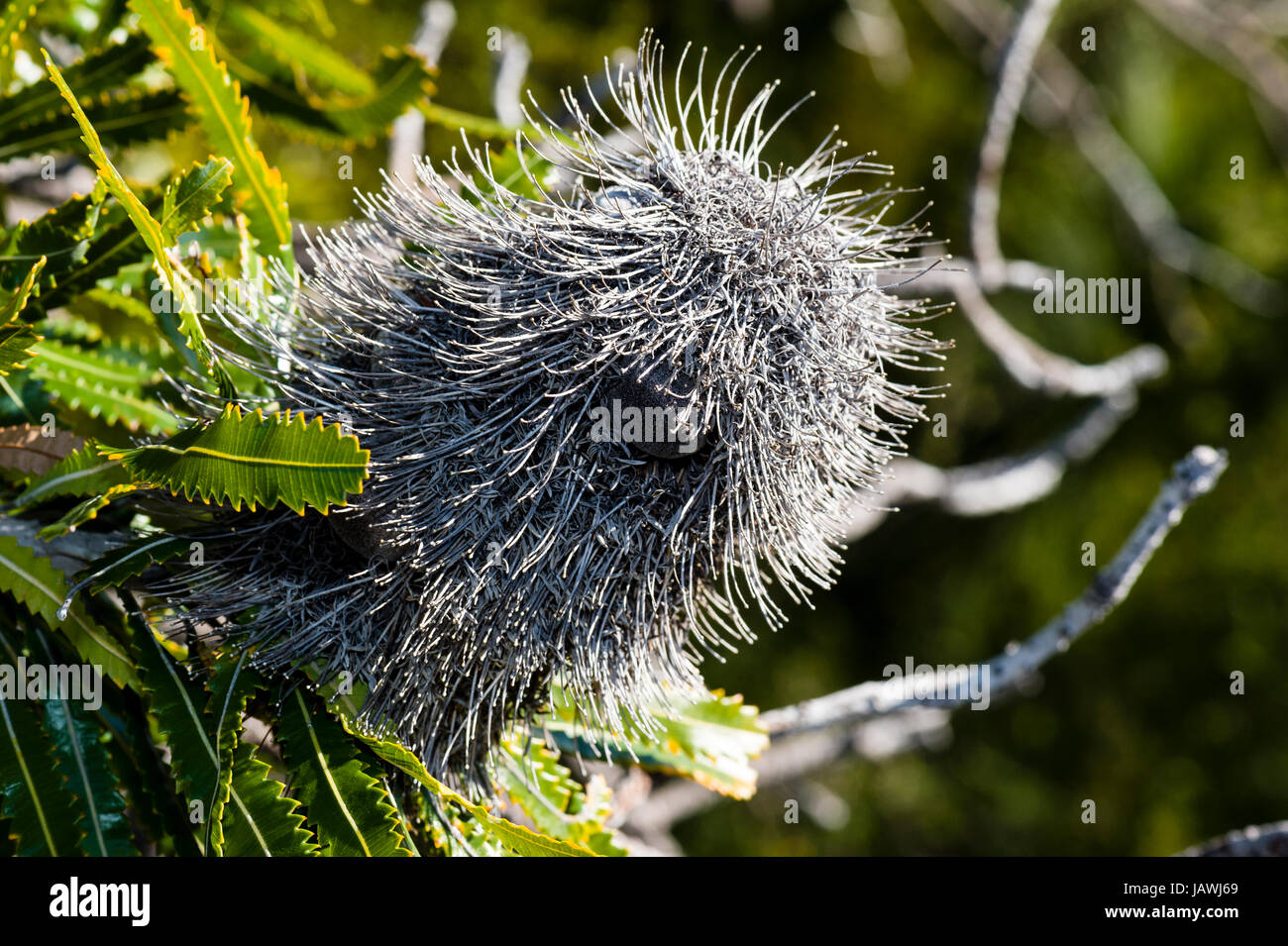 Il pod di seme di un arbusto Banksia a secco su un fiore. Foto Stock