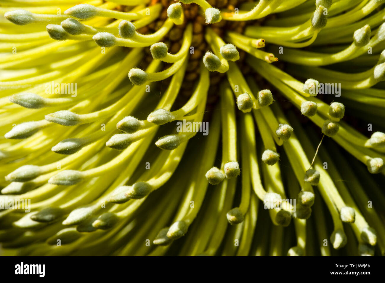 La magnifica fioritura giallo testa di una Banksia arbusto. Foto Stock