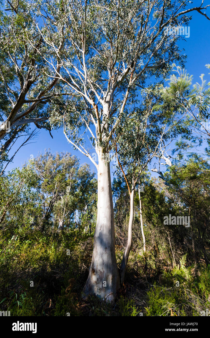 Un Queensland Blue Gum eucalipto in una gomma di espettorato foresta. Foto Stock