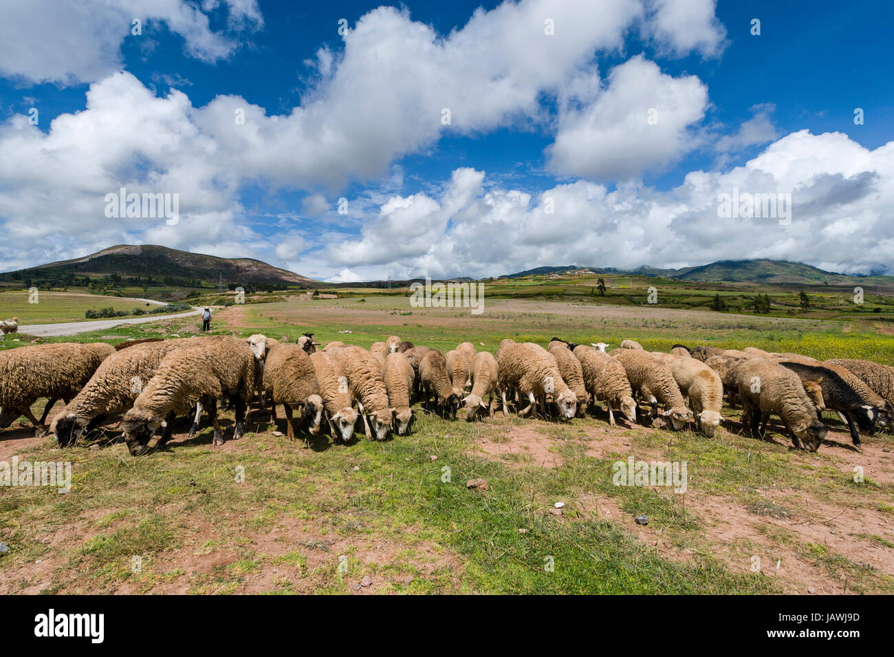 Un gregge di pecore al pascolo su un altopiano di montagne delle Ande. Foto Stock