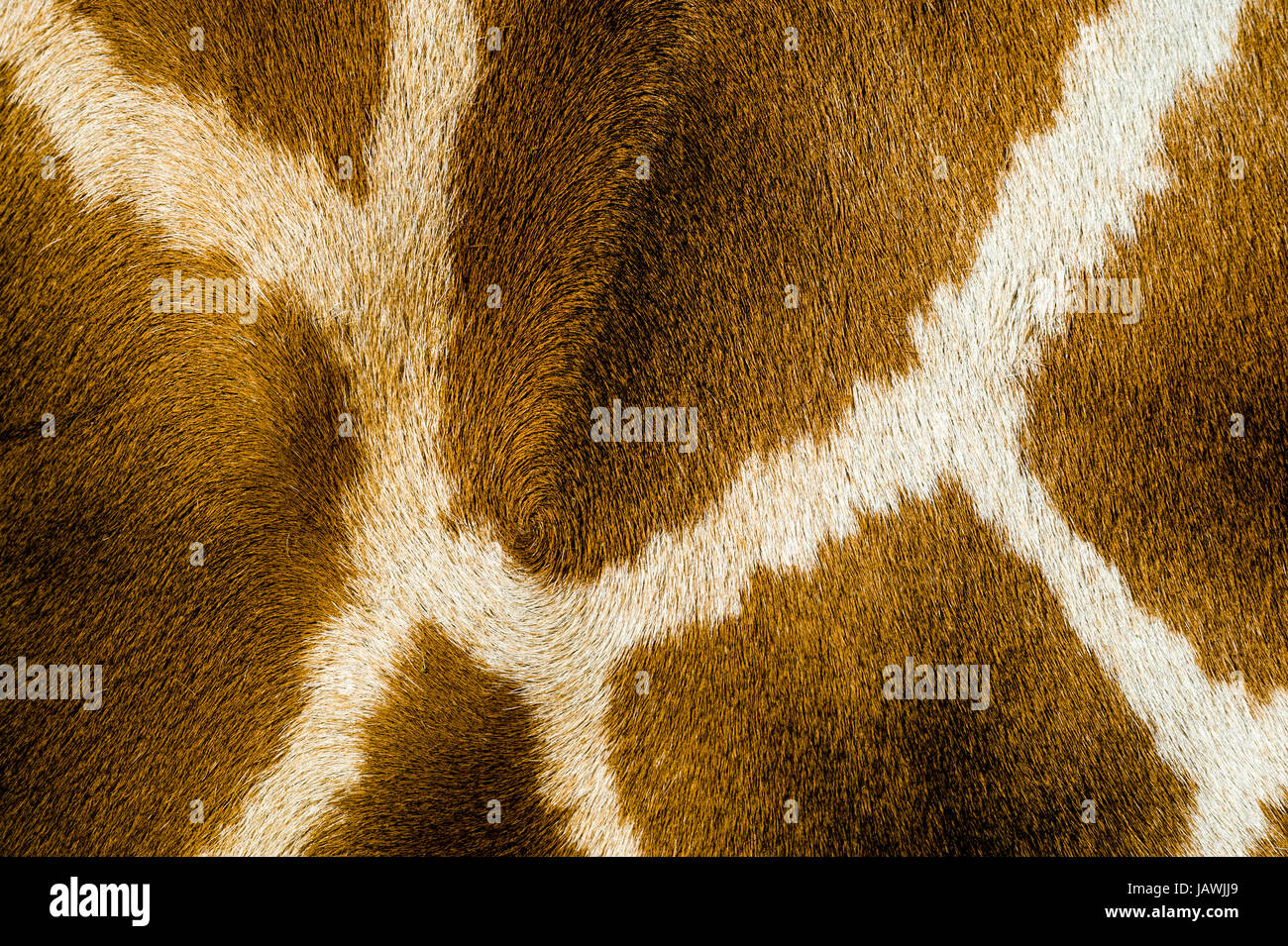 Il traliccio Mosaico pattern di pelliccia sulla pelle di una giraffa fianco. Foto Stock