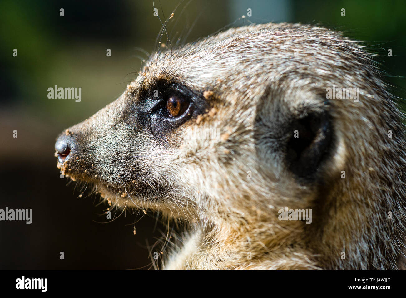 L'occhio di un Meerkat focalizzati su qualcosa nella distanza. Foto Stock