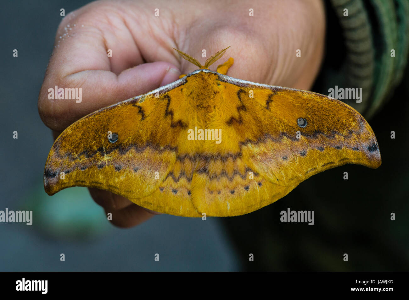 Un grande imperatore arancione Moth janetta poggiante su una mano. Foto Stock