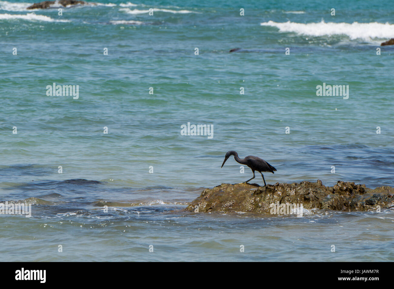 Scogliera orientale heron stalking il suo pregare con spazio di copia Foto Stock