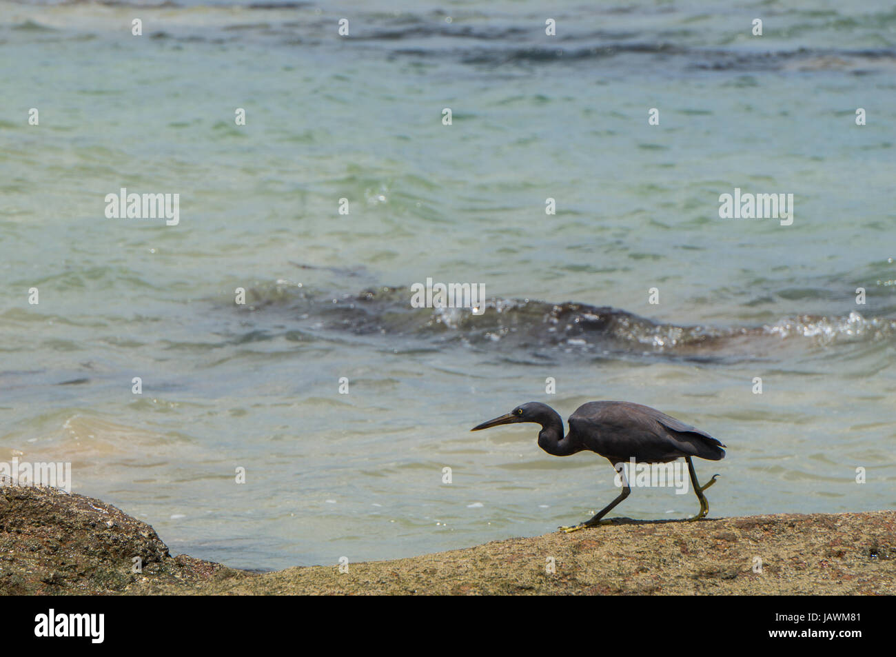 Scogliera orientale heron stalking il suo pregare con spazio di copia Foto Stock