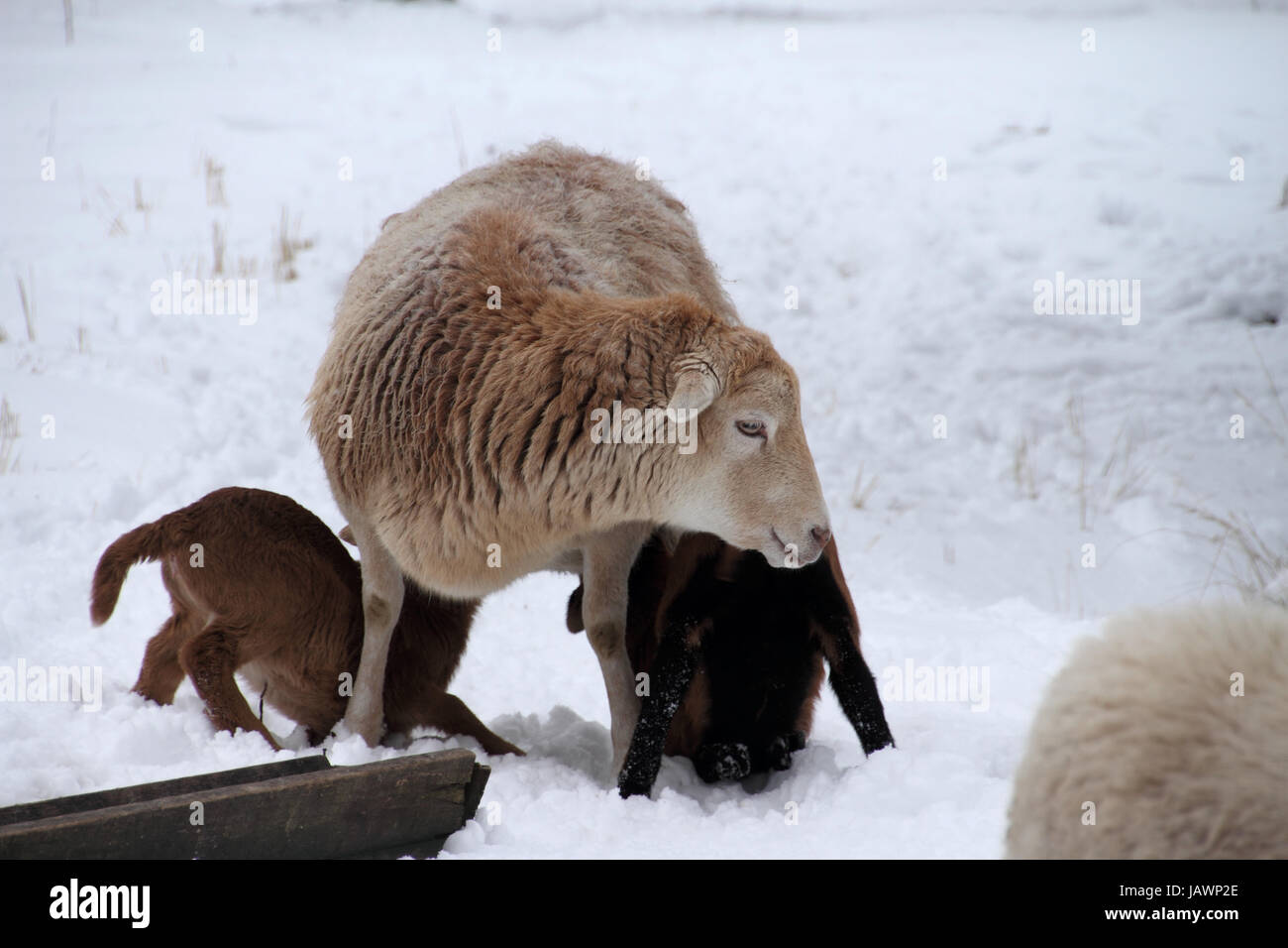 Schaf stillt zwei Lämmer im Schnee Foto Stock