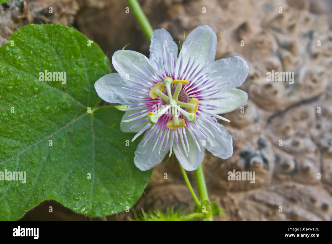 Fiore dalla Thailandia, Passiflora foetida, fetida passiflora, Scarlet frutti di passiflora, puzza di passiflora Foto Stock