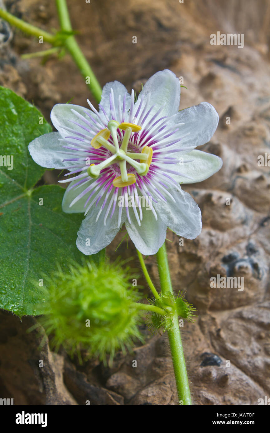 Fiore dalla Thailandia, Passiflora foetida, fetida passiflora, Scarlet frutti di passiflora, puzza di passiflora Foto Stock
