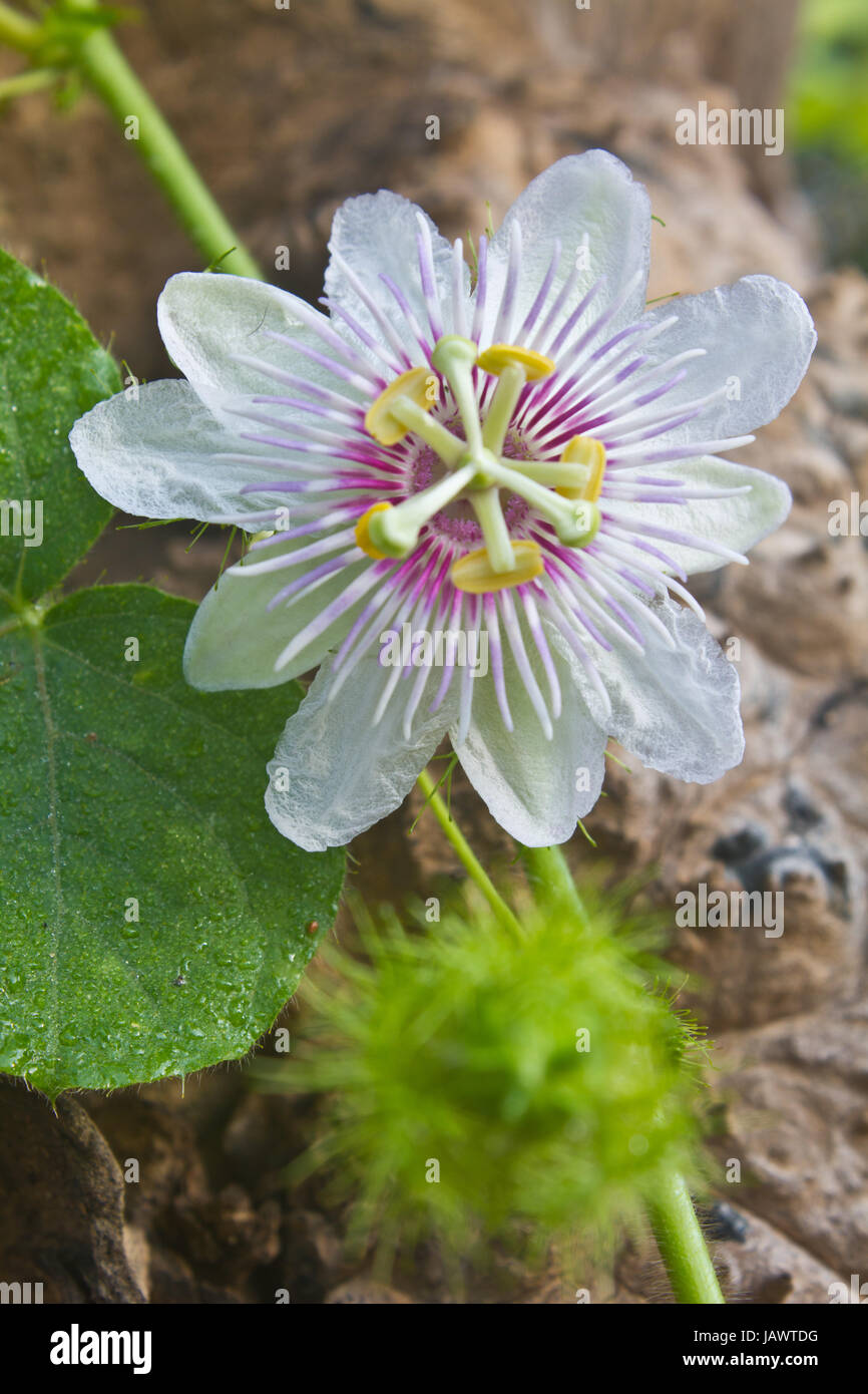 Fiore dalla Thailandia, Passiflora foetida, fetida passiflora, Scarlet frutti di passiflora, puzza di passiflora Foto Stock
