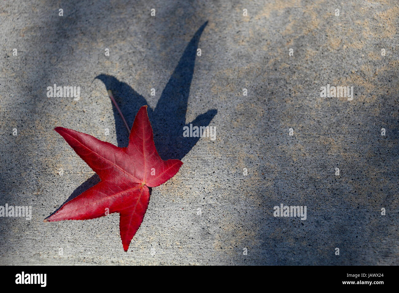 Rosso singola foglia di platano casting lunga ombra scura sul marciapiede grigio in autunno, copia dello spazio. Foto Stock