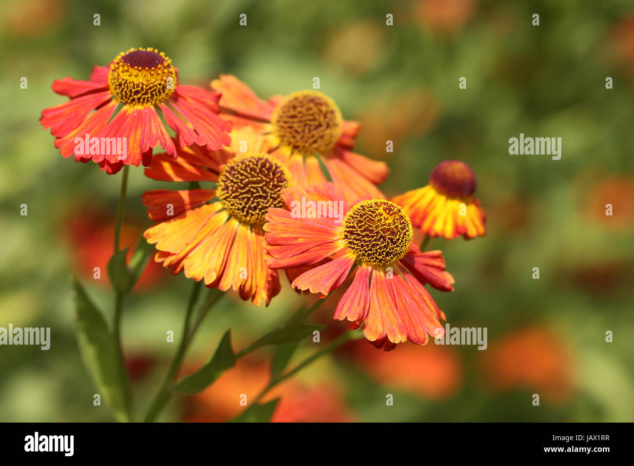 Sneezeweed helenium in rosso giallo arancione e marrone Foto Stock