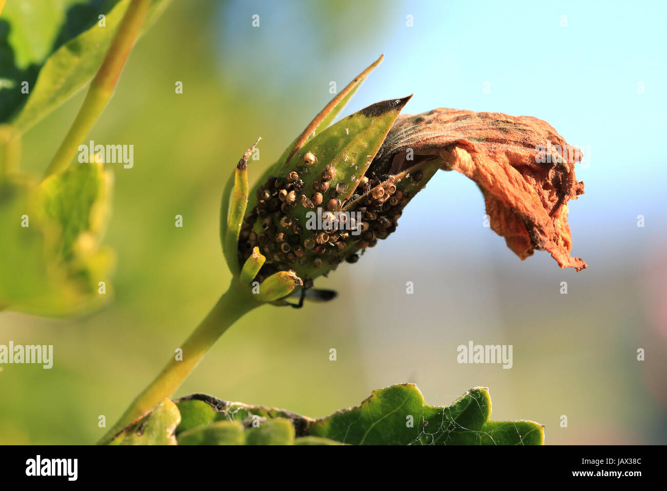 Fiori di ibisco bud con pest infestazione Foto Stock