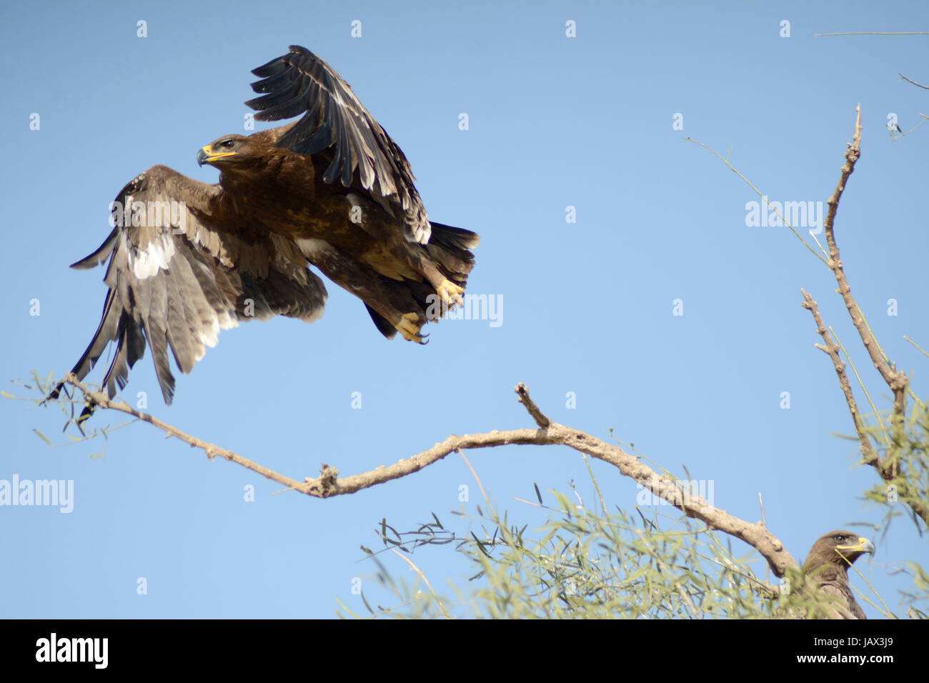 La steppa Eagle (Aquila nipalensis) Foto Stock