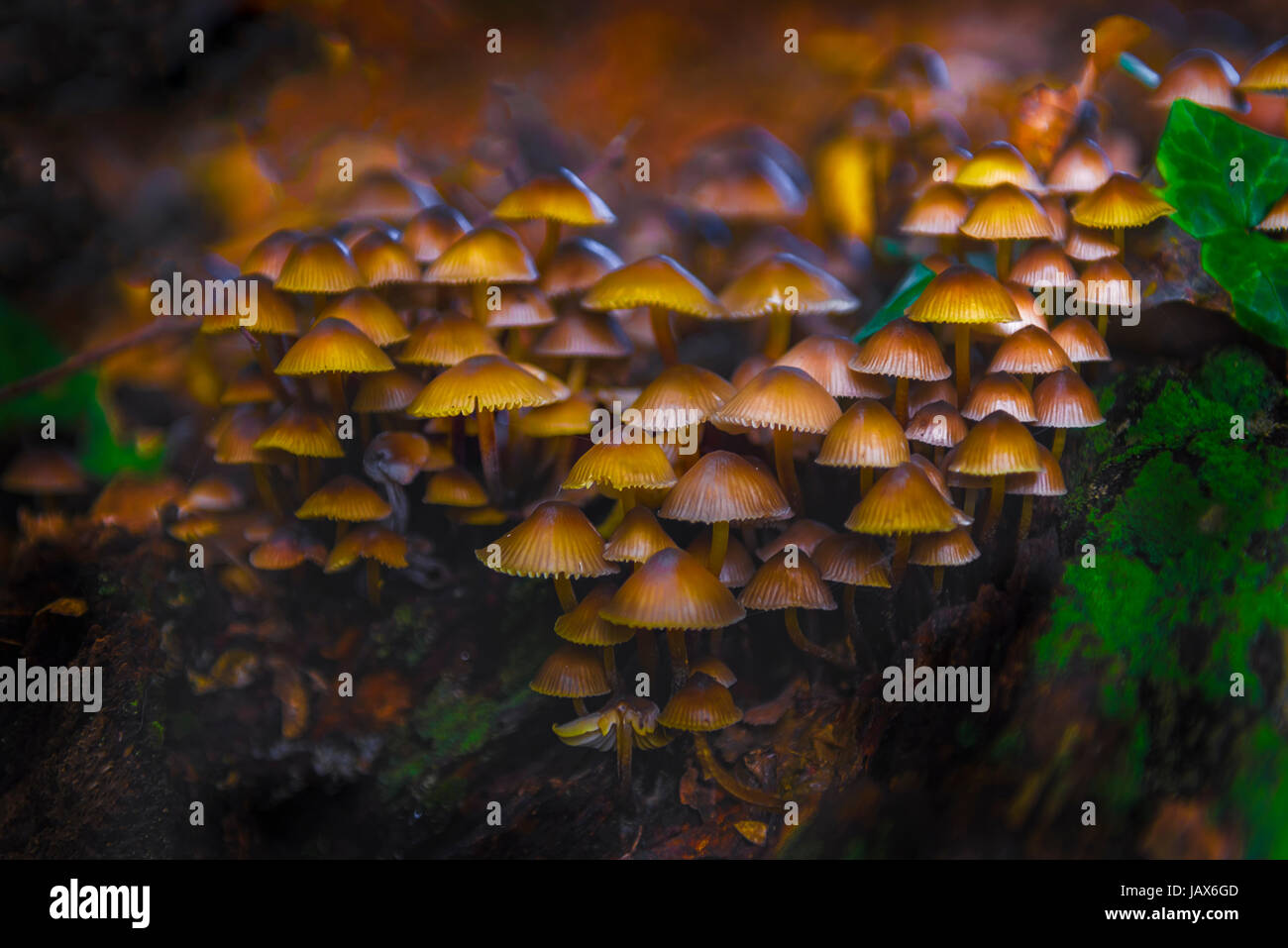 Funghi di Bosco in autunno su albero di edera e verde muschio, closeup macro Foto Stock