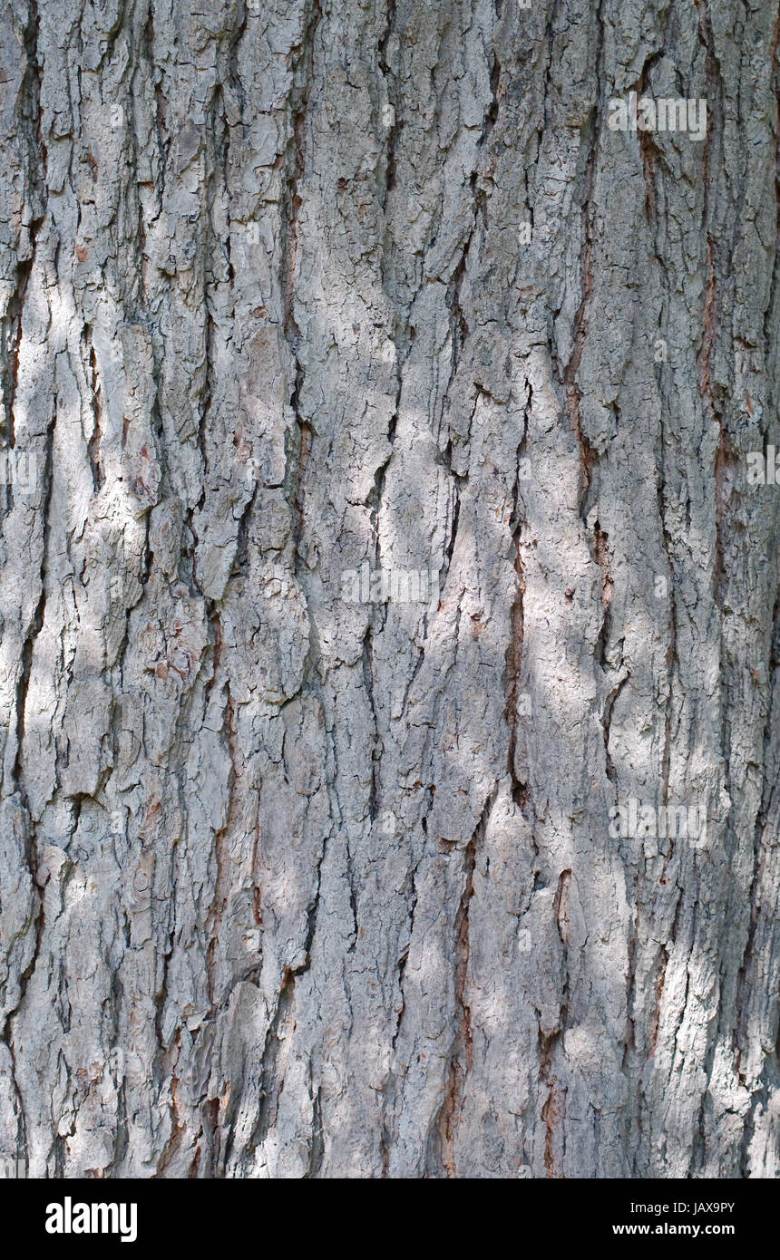 Kentucky Coffeetree corteccia alleggerito tettoia passante Foto Stock