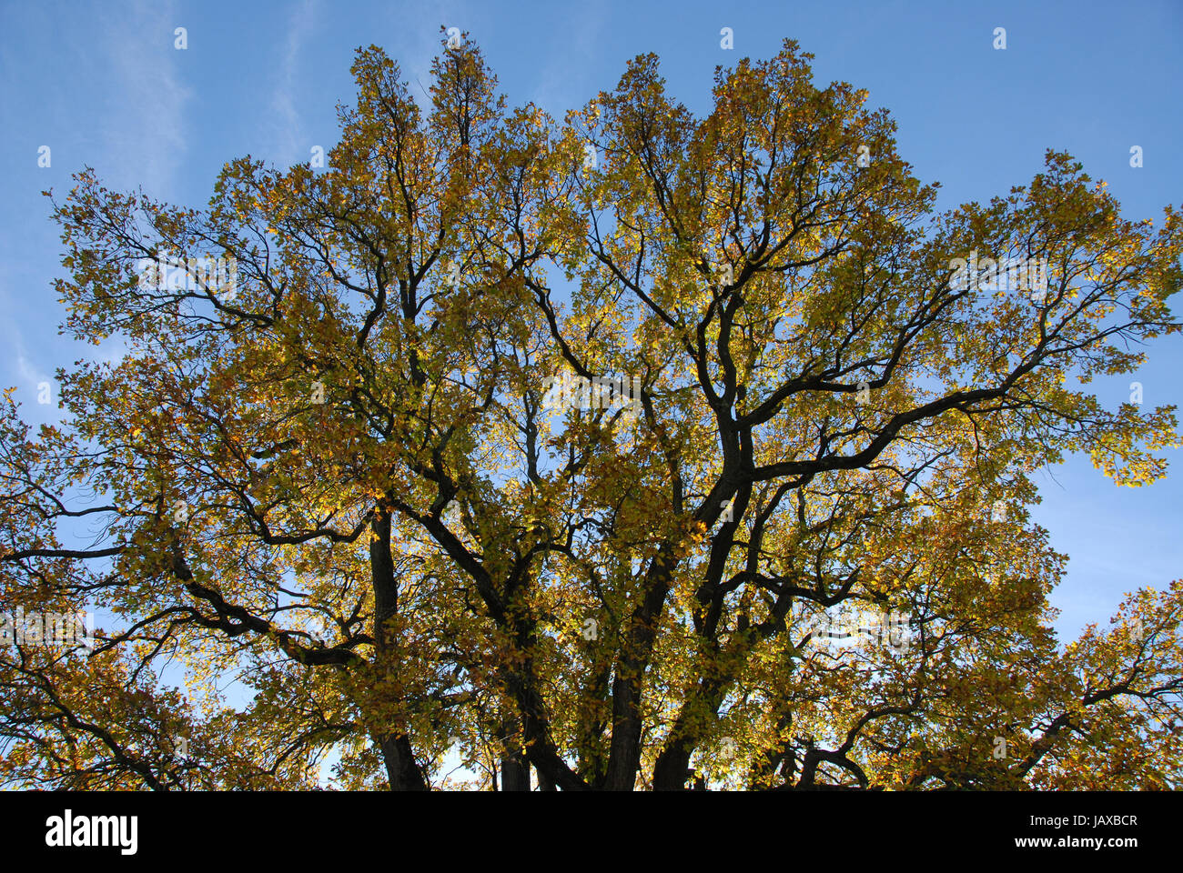 Albero di quercia in autunno Foto Stock