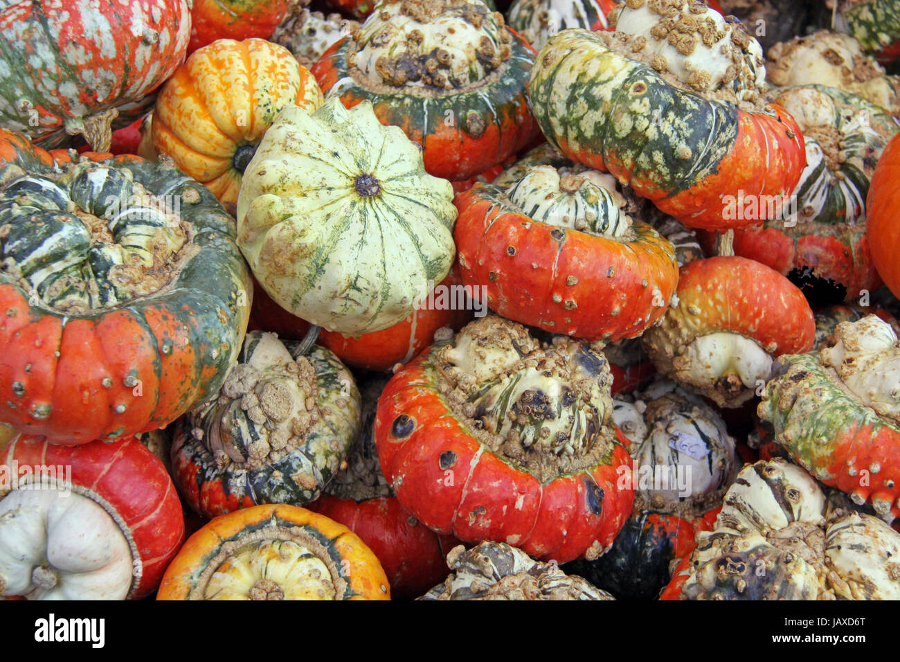 Bischofsmütze e altri tipi di squash Foto Stock