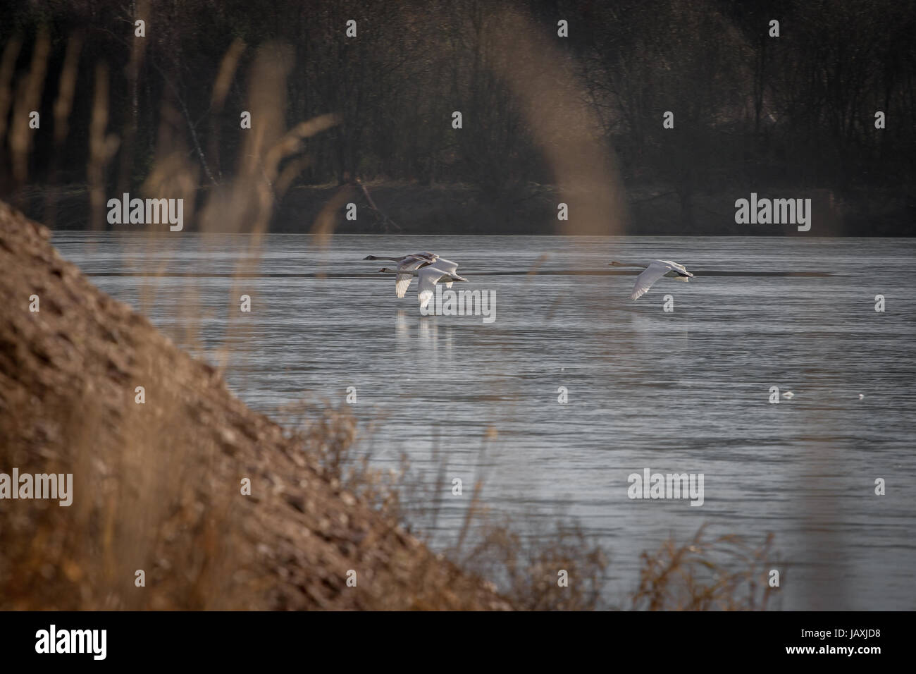 Drei Schwäne im Formationsflug fliegen über einem vedere im Vordergrund ein Hügel und im Hintergrund das andere Ufer. Foto Stock