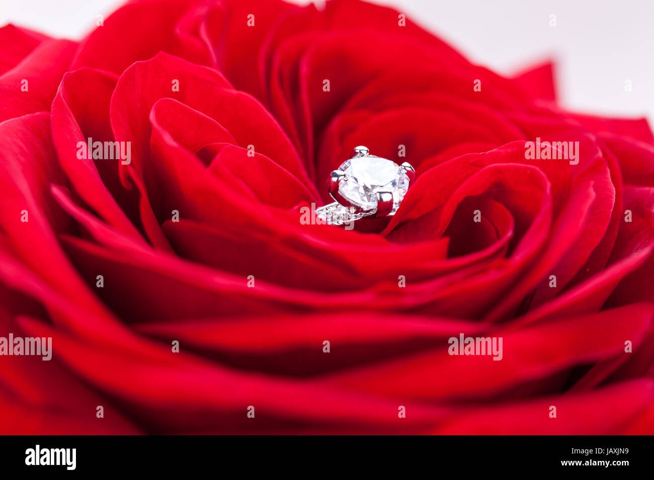 Wunderschöner silberner ring in einer roten rose makro nahaufnahme verlobung hochzeit geschenk schmuck Foto Stock