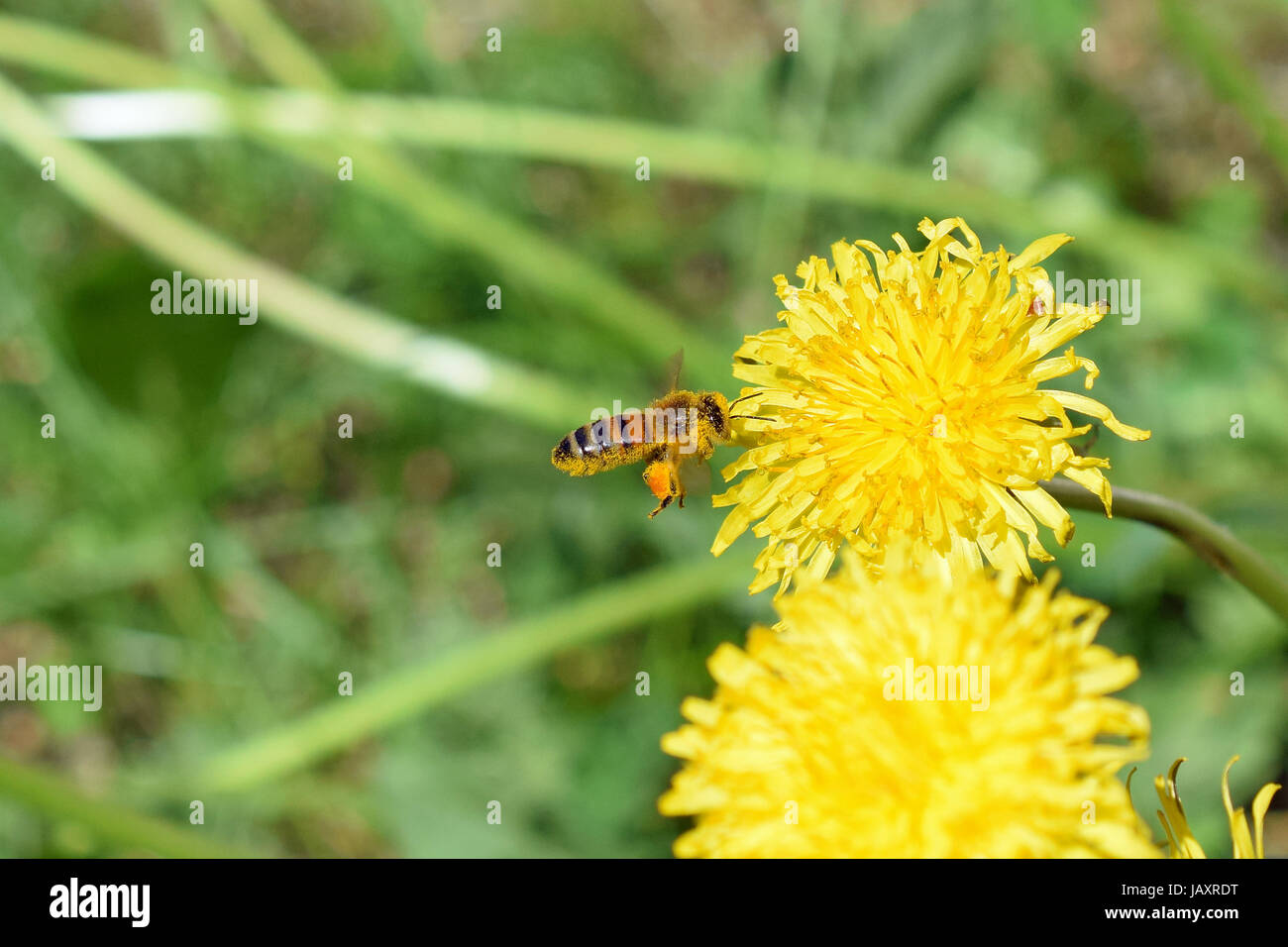 Battenti il miele delle api (Apis mellifera) lo sbarco di tarassaco fiore. Bee che trasportano il polline in un cesto e e anche il suo corpo è coperto con il polline. Foto Stock