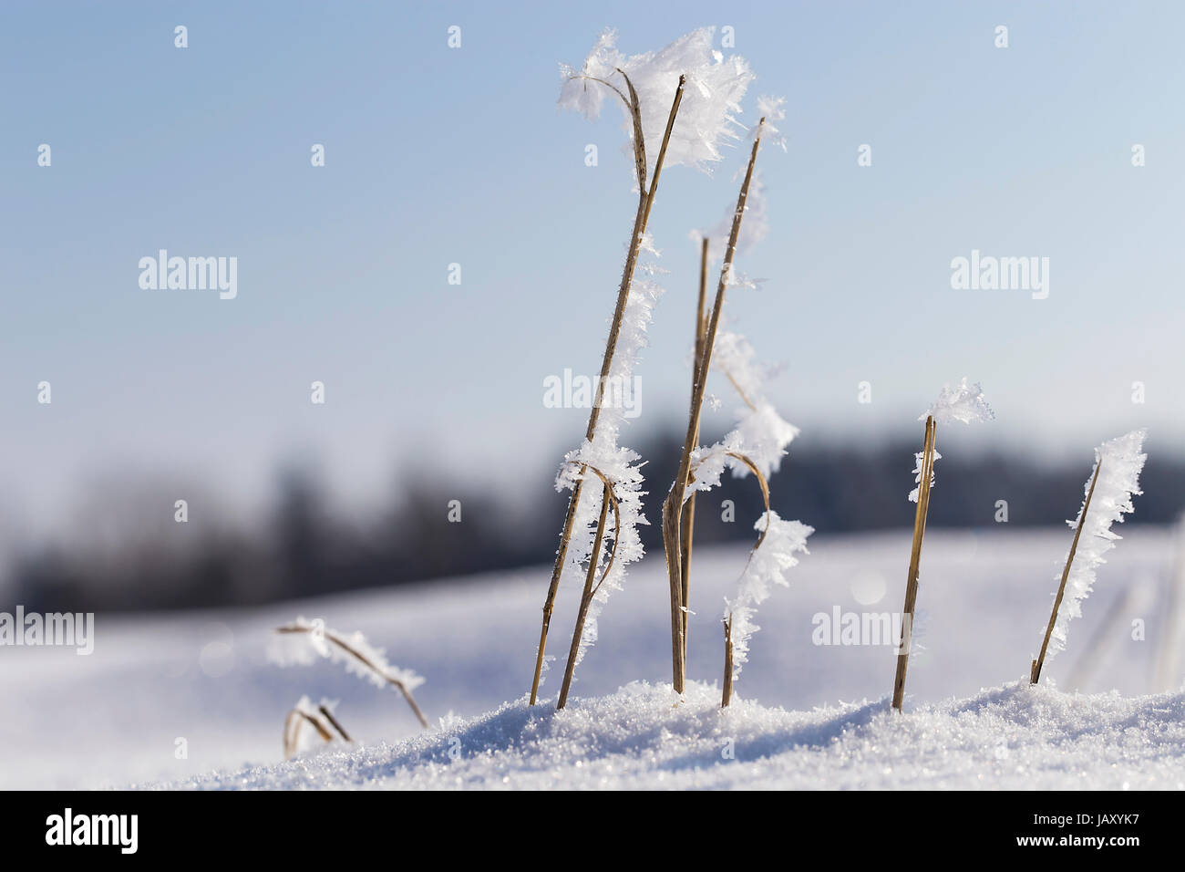 Frostige Strohhalme Foto Stock