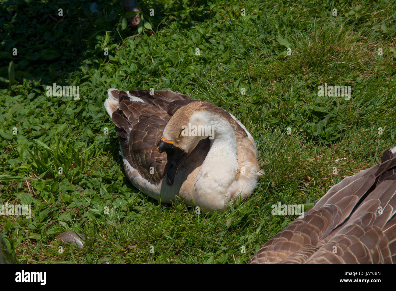 Cigni oca uccello acqua resto al sole in estate. La fauna nel parco naturale Foto Stock