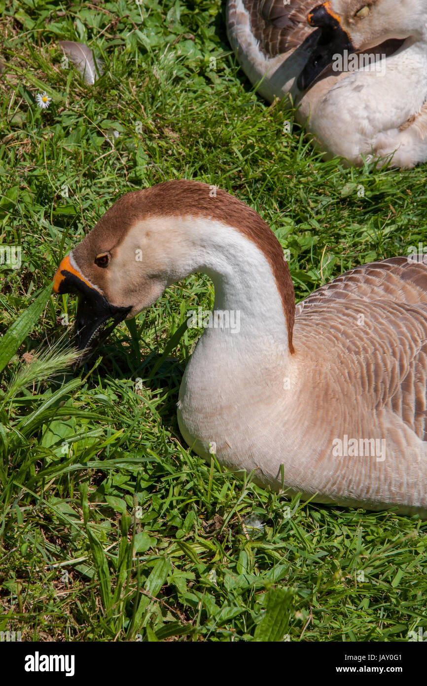 Cigni oca uccello acqua resto al sole in estate. La fauna nel parco naturale Foto Stock