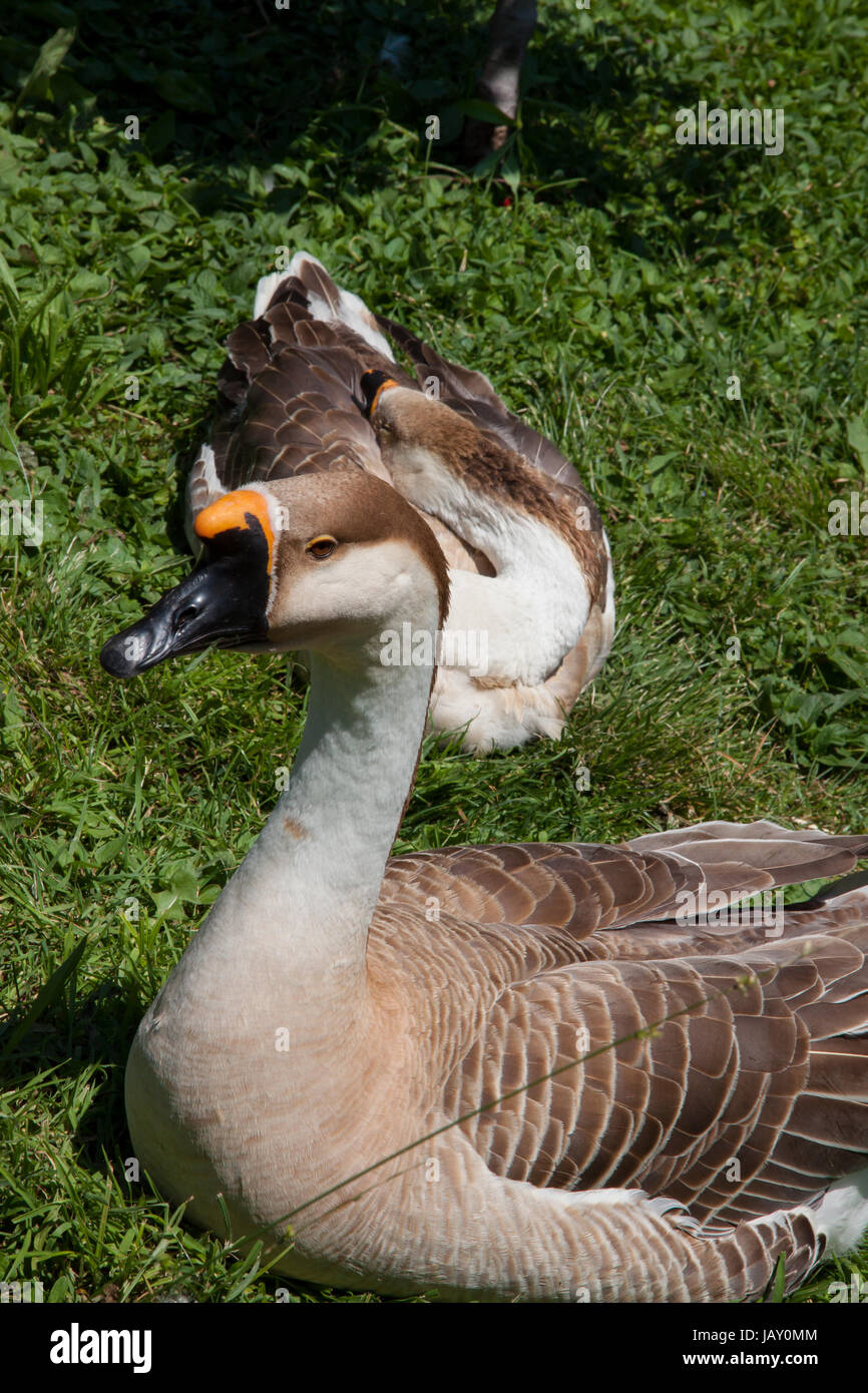 Cigni oca uccello acqua resto al sole in estate. La fauna nel parco naturale Foto Stock