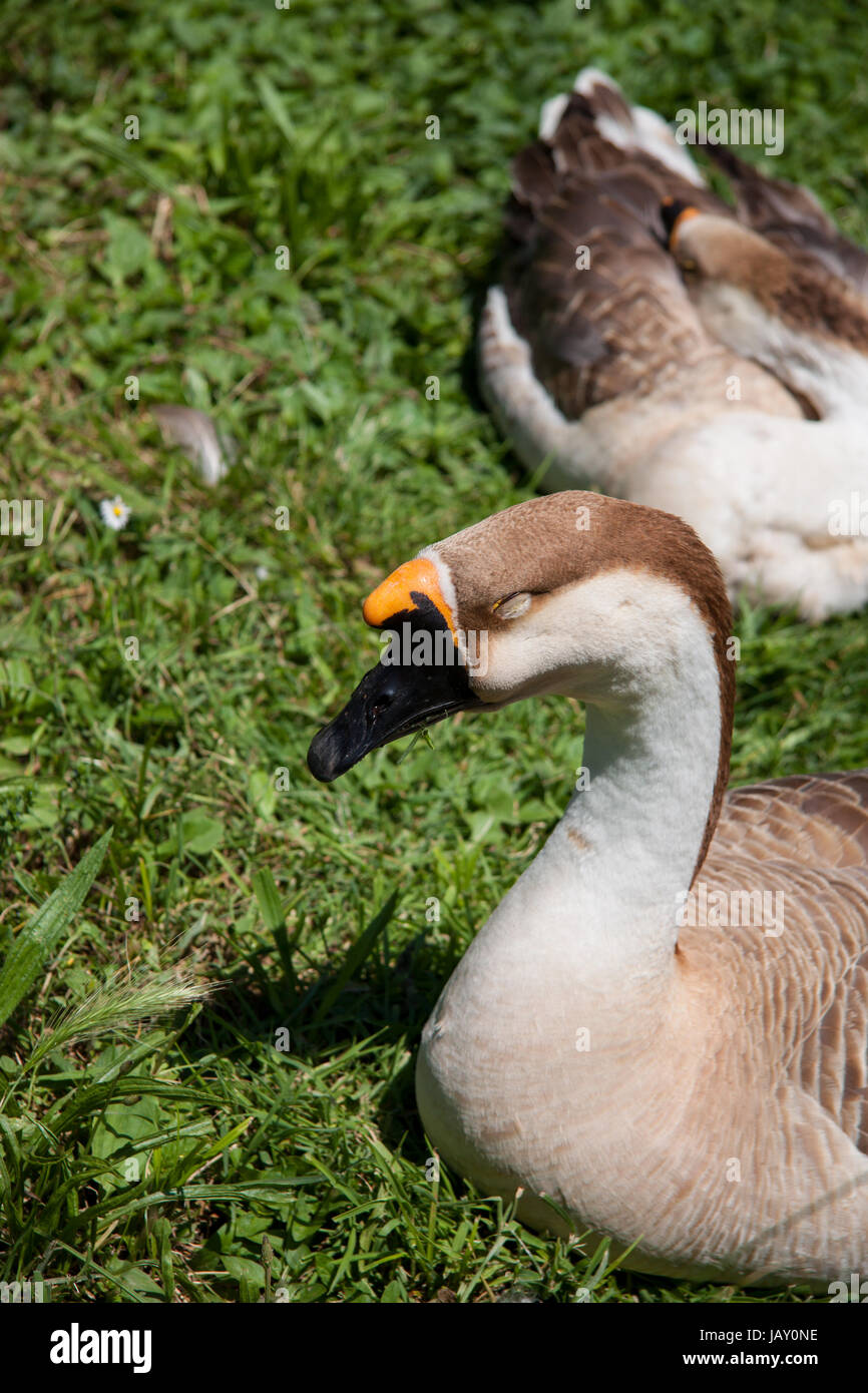 Cigni oca uccello acqua resto al sole in estate. La fauna nel parco naturale Foto Stock