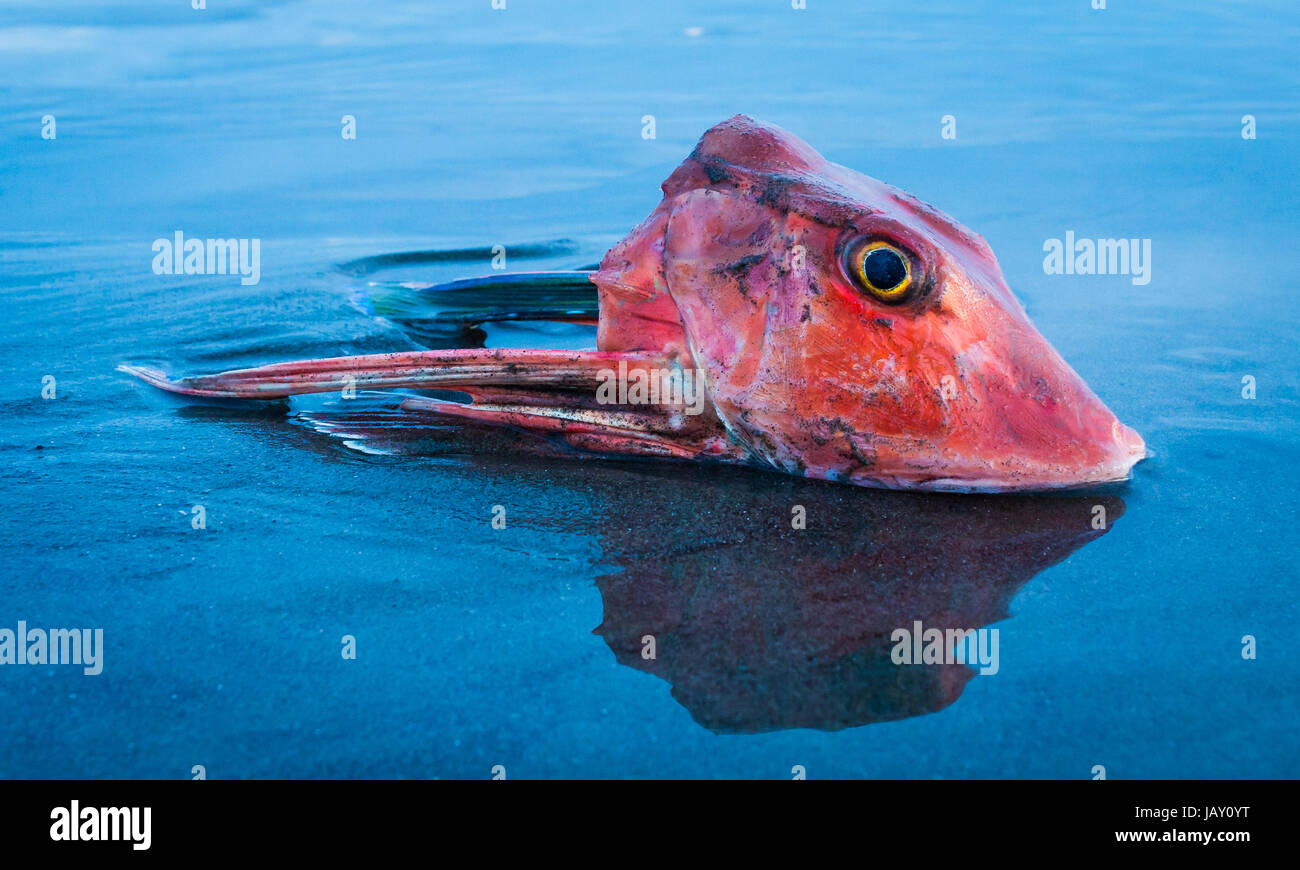 Una testa di pesce di un cappone rosso (Chelidonichthys kumu) Foto Stock