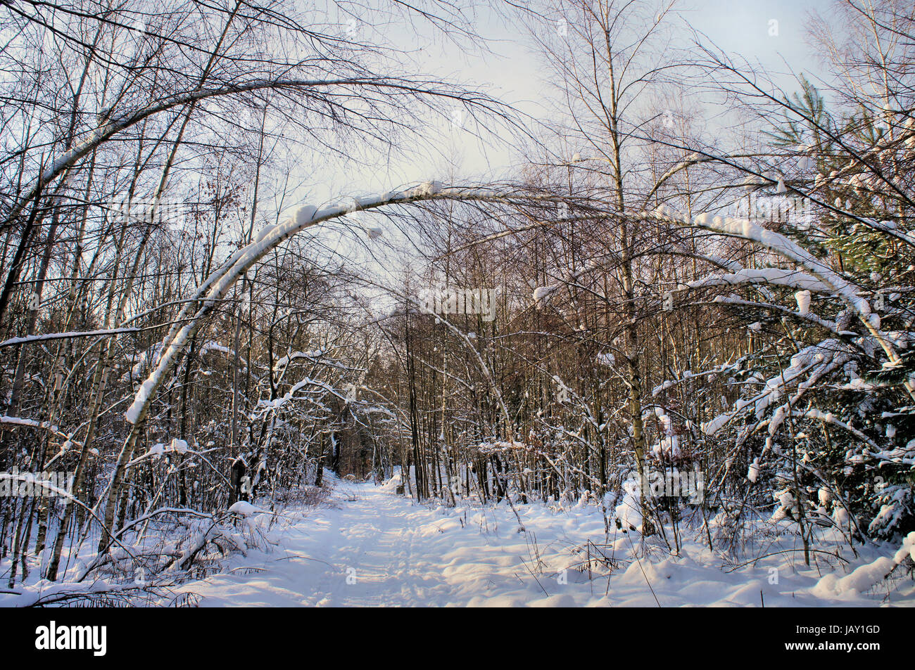 Weg durch einen Laubwald im inverno; verbogene Bäume über dem Weg modo attraverso un bosco di latifoglie in inverno, alberi piegati nel modo Foto Stock