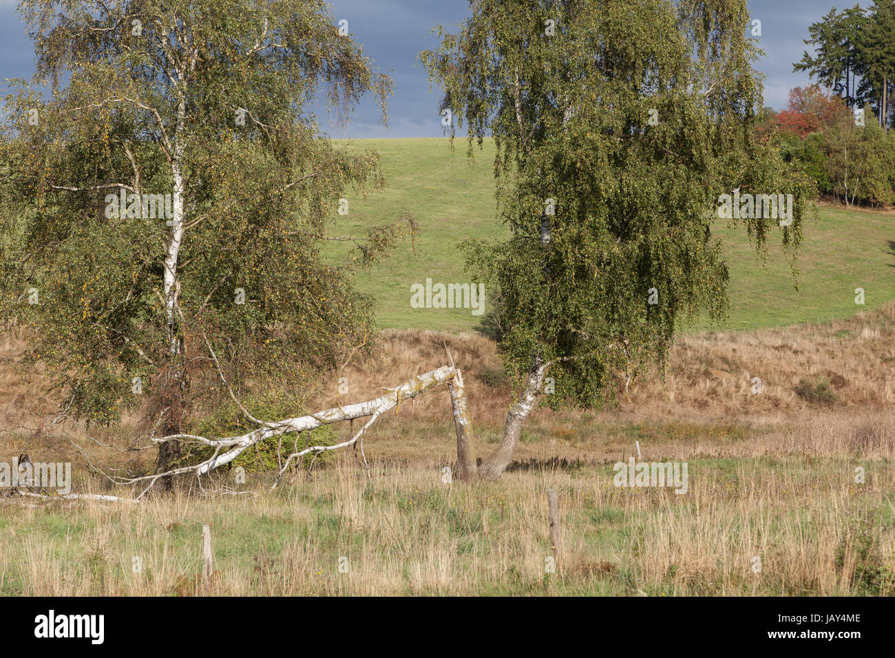 Baumgruppe Birken Foto Stock