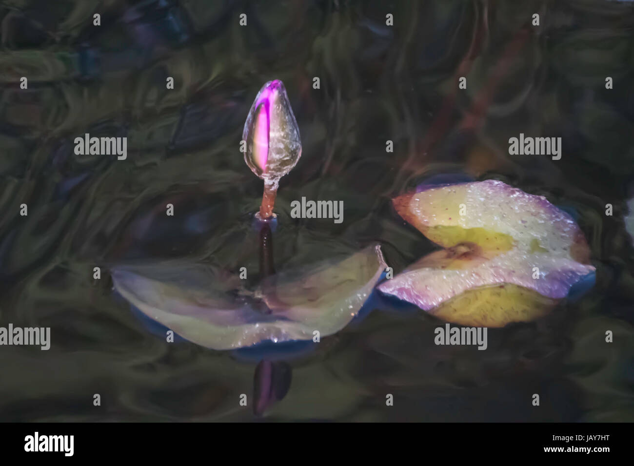 Germoglio del loto rosa Foto Stock