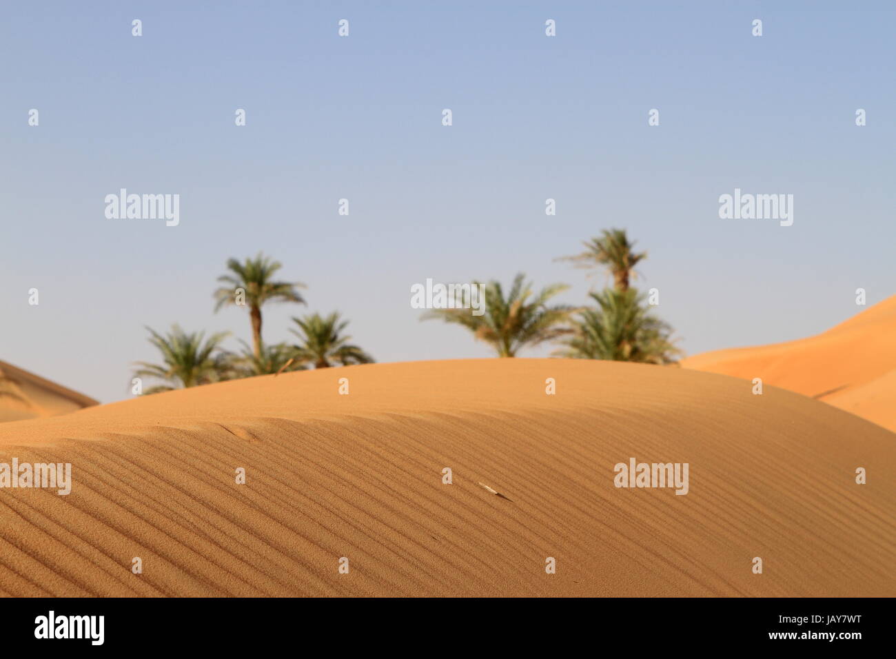 Lonely palme nel deserto Foto Stock