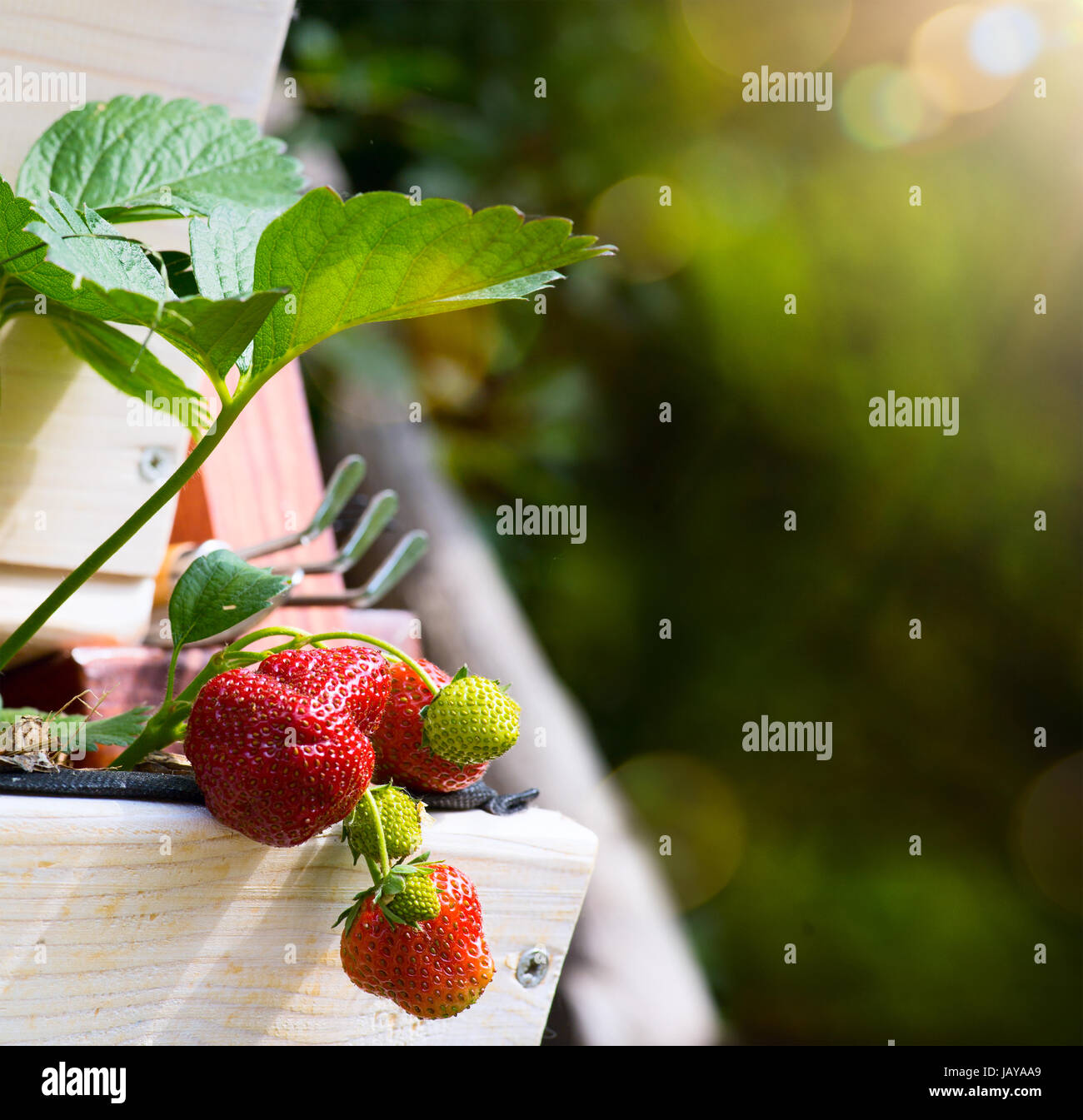 Abstract frutta fresca sfondo; Fragola su un giardino verde sullo sfondo Foto Stock