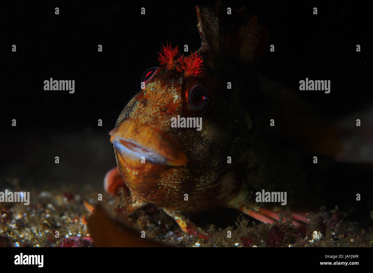 Bleny in appoggio sul fondo Foto Stock