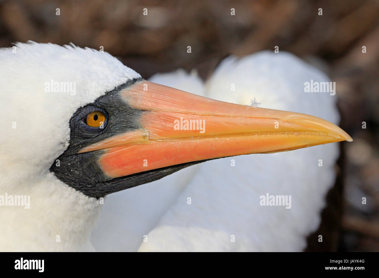 Colpo alla testa di un adulto Nazca Booby sull isola Genovesa nelle Galapagos Foto Stock
