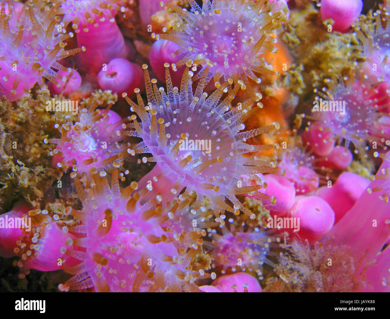 Gioiello colorato anemone con tentacoli aperto Foto Stock