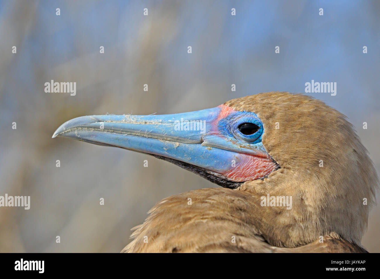 Colpo alla testa di un rosso-footed Booby sull isola Genovesa nelle Galapagos Foto Stock