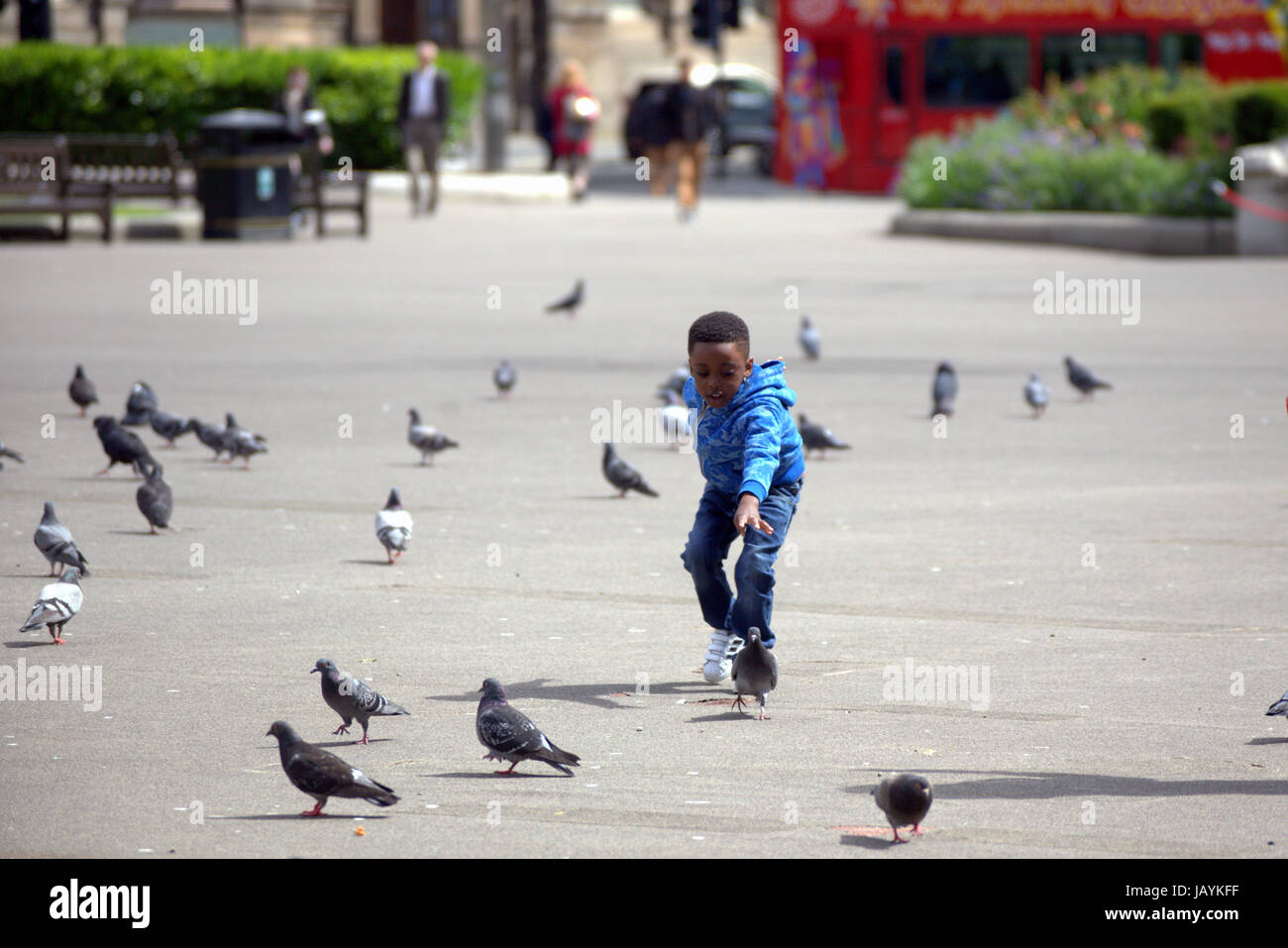 "Tittle black boy in George Square Glasgow Scozia a caccia di piccioni Foto Stock
