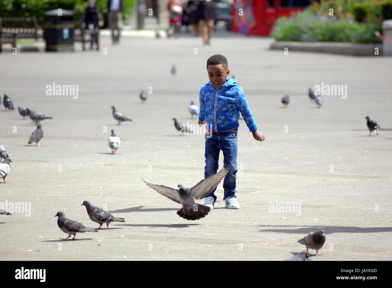 "Tittle black boy in George Square Glasgow Scozia a caccia di piccioni Foto Stock