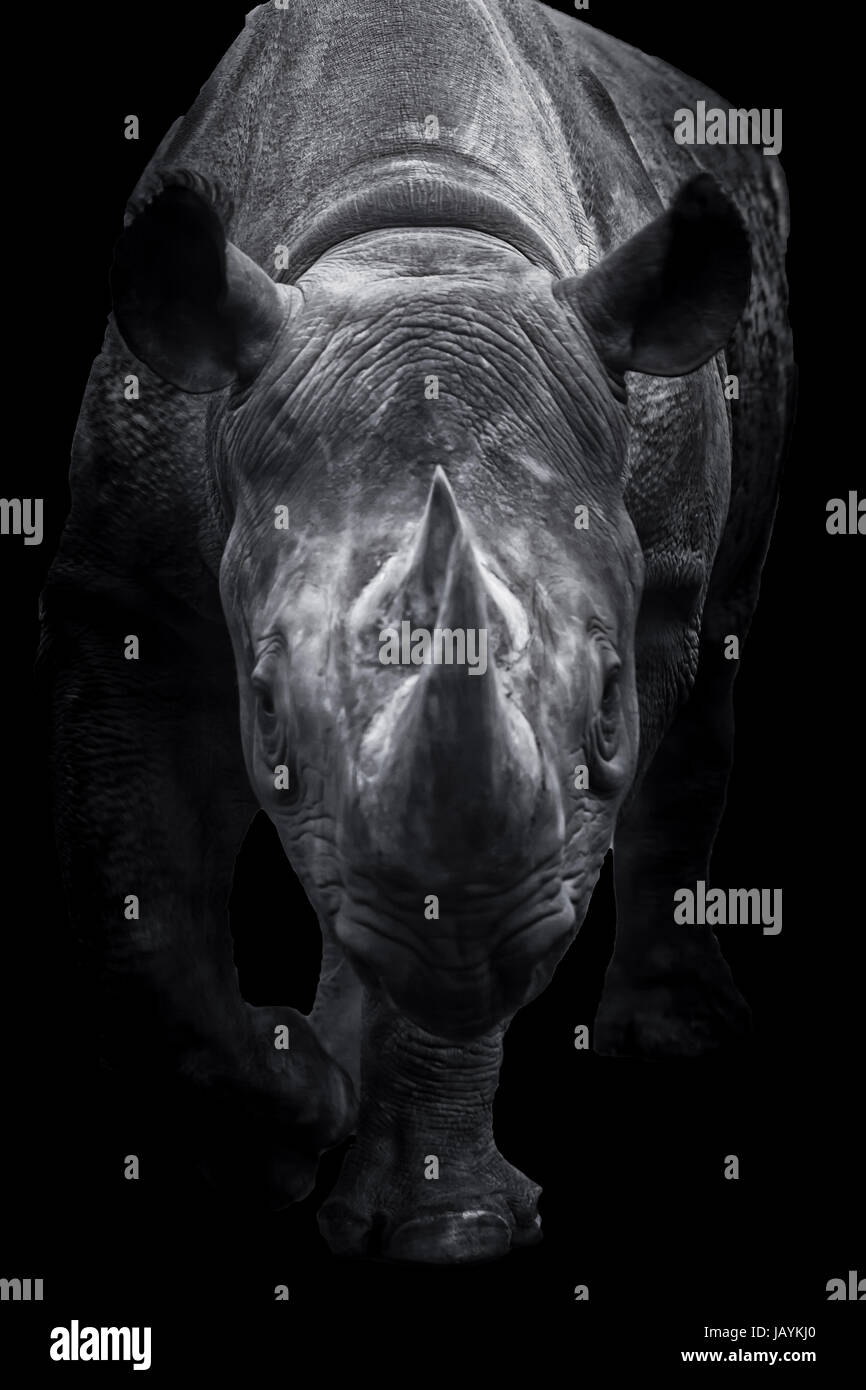 Un rinoceronte nero camminare a destra verso lo spettatore. L'animale è un panorama meraviglioso ed è molto duro stare ancora quando egli viene a voi. Foto Stock