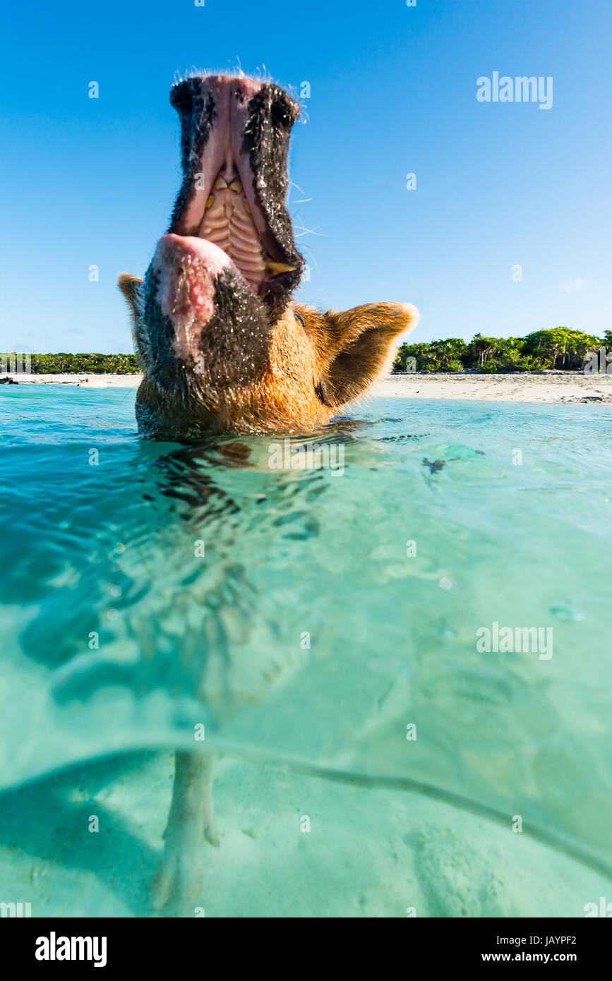 Un maiale di nuoto in Bahamas stride con gioia e mostra le sue zanne. Exuma Cays, Dicembre Foto Stock