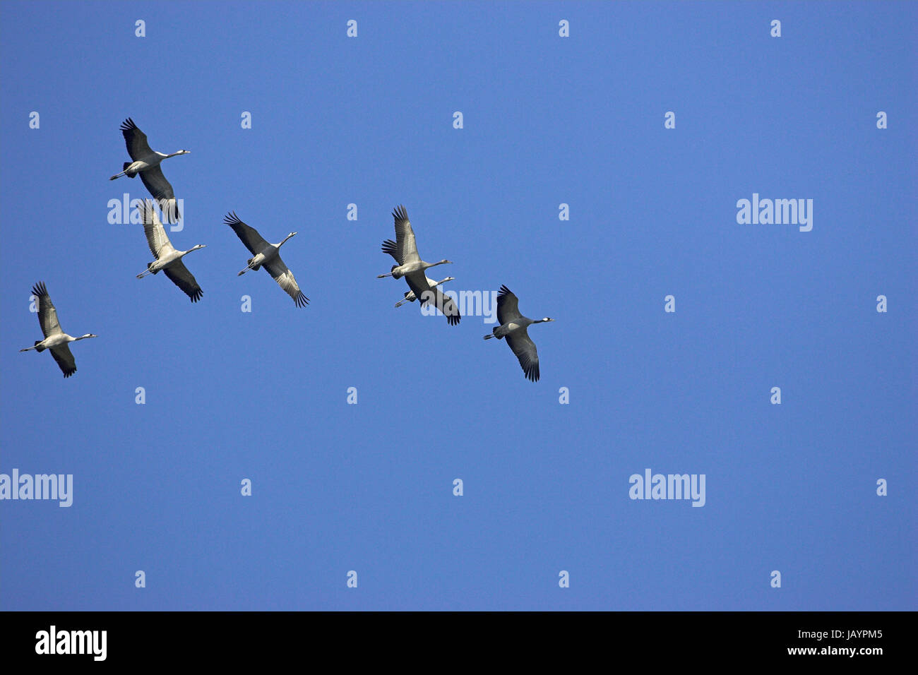 Gru comune grus grus gruppo in volo sopra il Hortobagy Parco nazionale di Ungheria Foto Stock