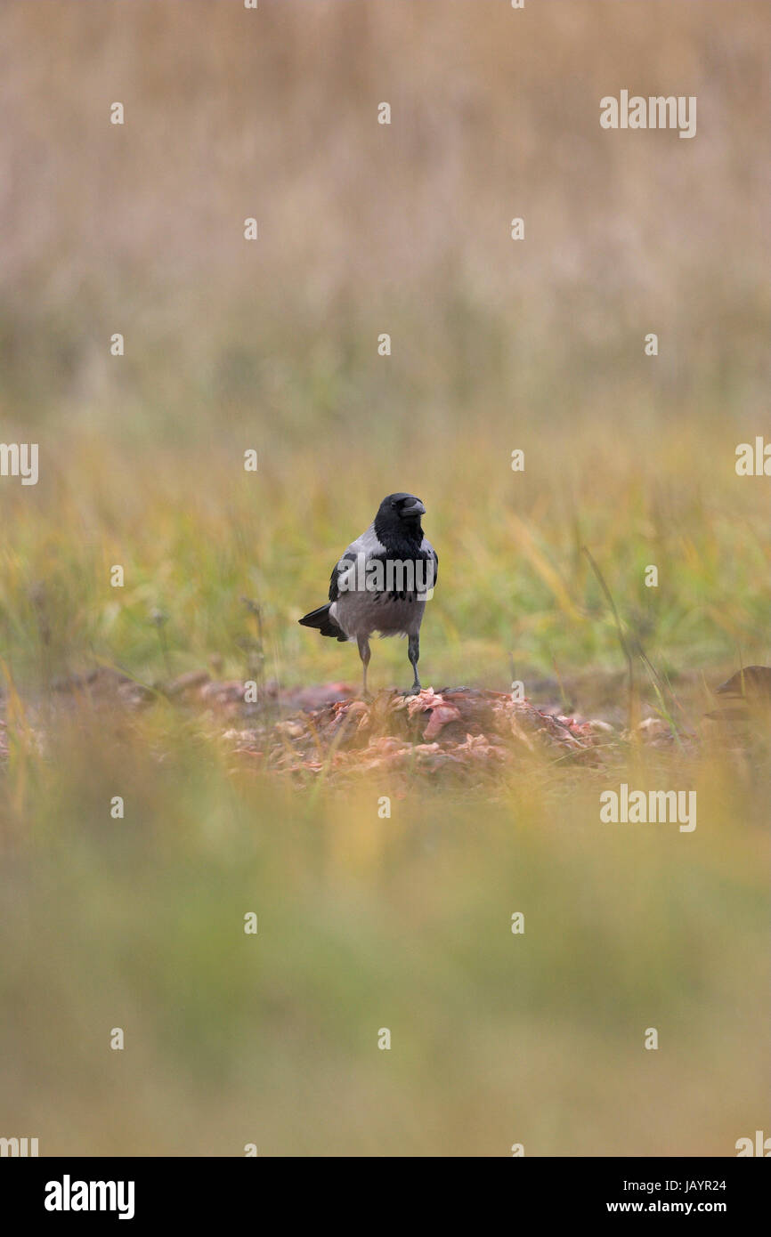 Cornacchia mantellata Corvus corone prossimi al cibo Ungheria Foto Stock