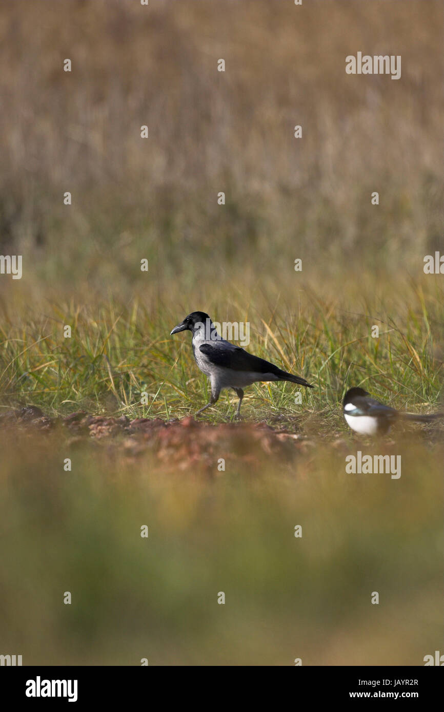 Cornacchia mantellata Corvus corone prossimi al cibo Ungheria Foto Stock