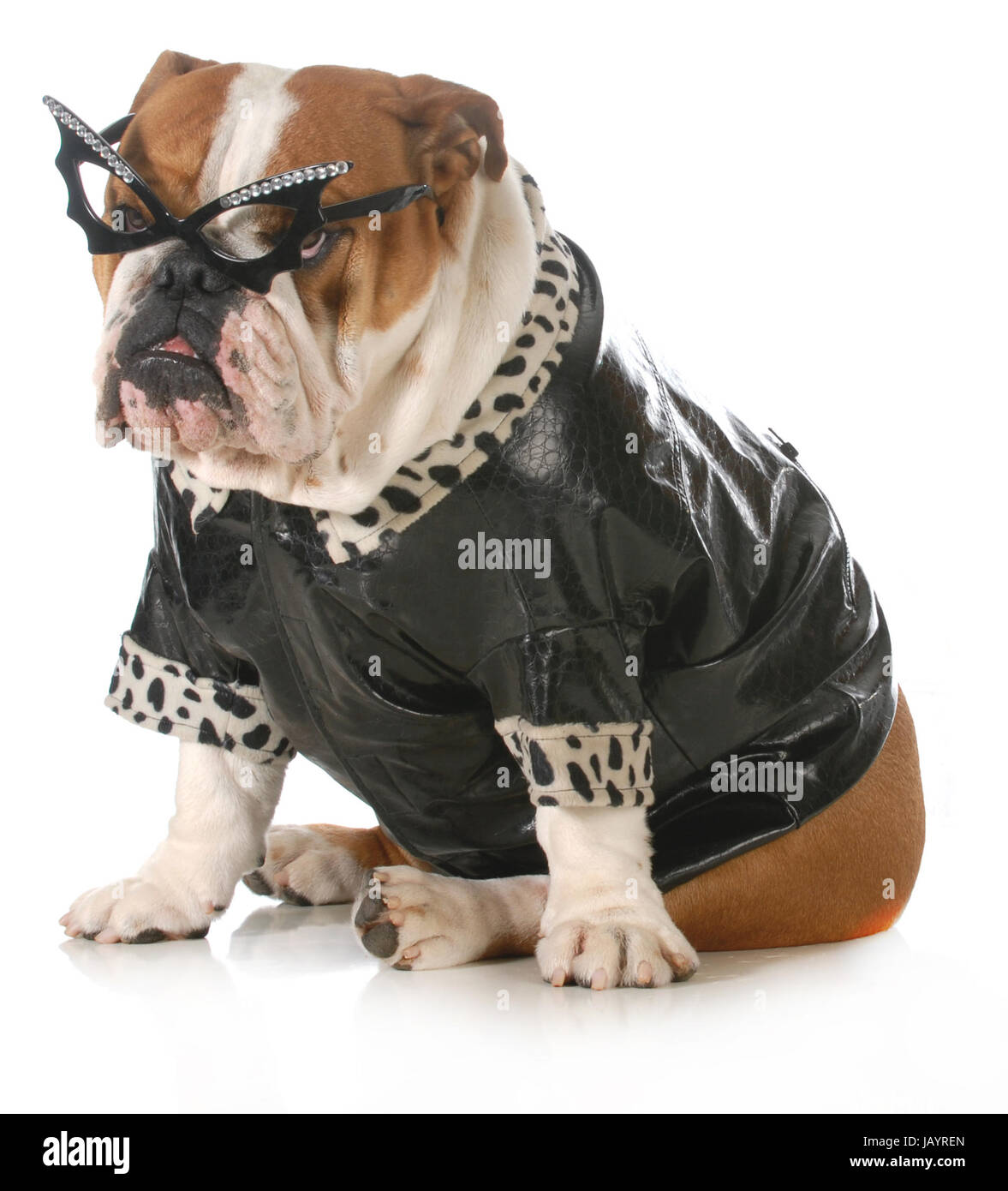 English bulldog dressed immagini e fotografie stock ad alta risoluzione -  Alamy