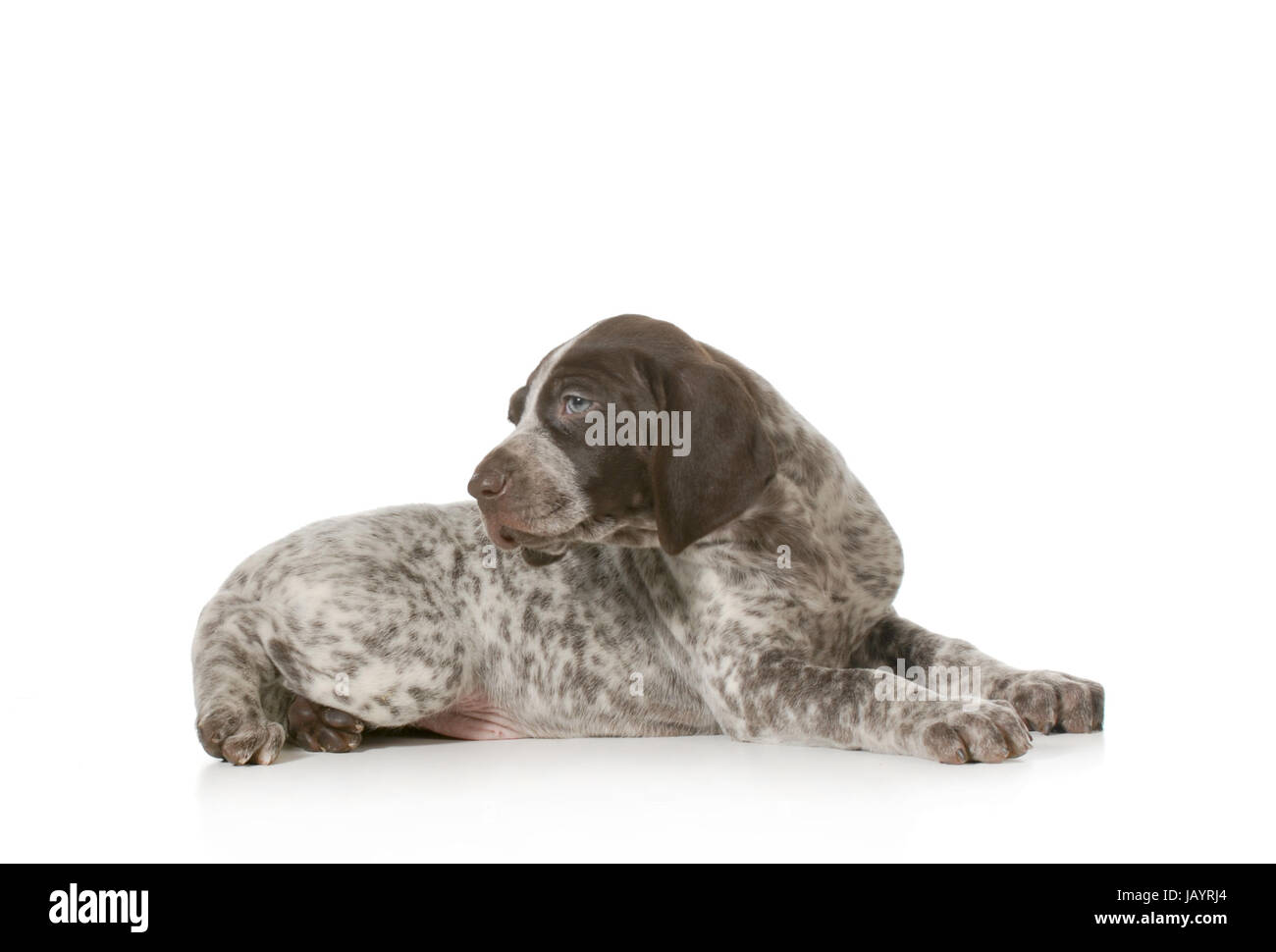 Grazioso cucciolo - tedesco shorthaired cucciolo che stabilisce guardando sopra la spalla isolati su sfondo bianco - 7 settimane Foto Stock